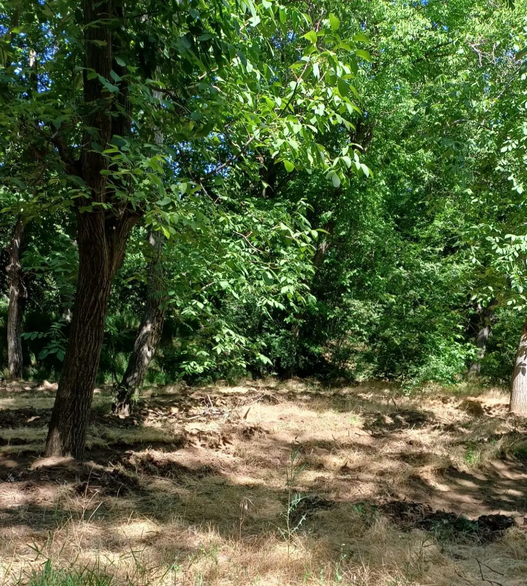 باغ واقع در سرکان به متراژ ۱۰۰۰ متر