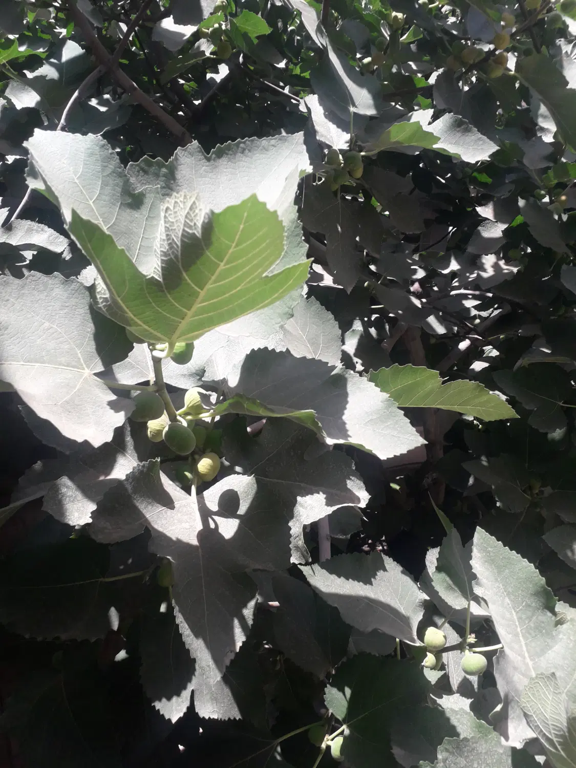 خانه ۱۰۲ متری شهیاد