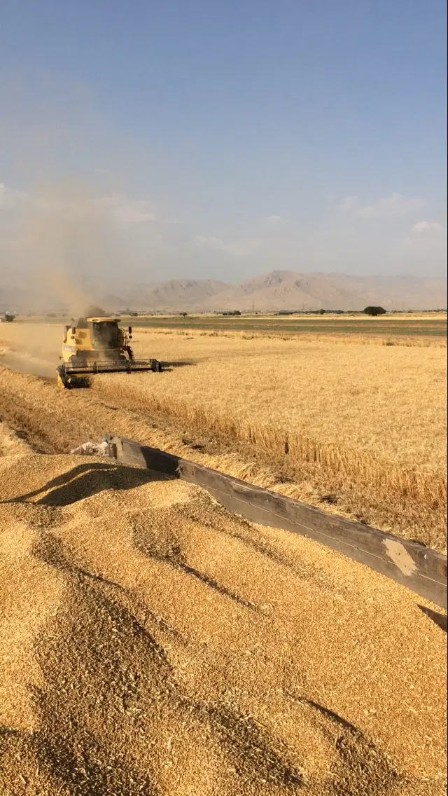 زمین کشاورزی