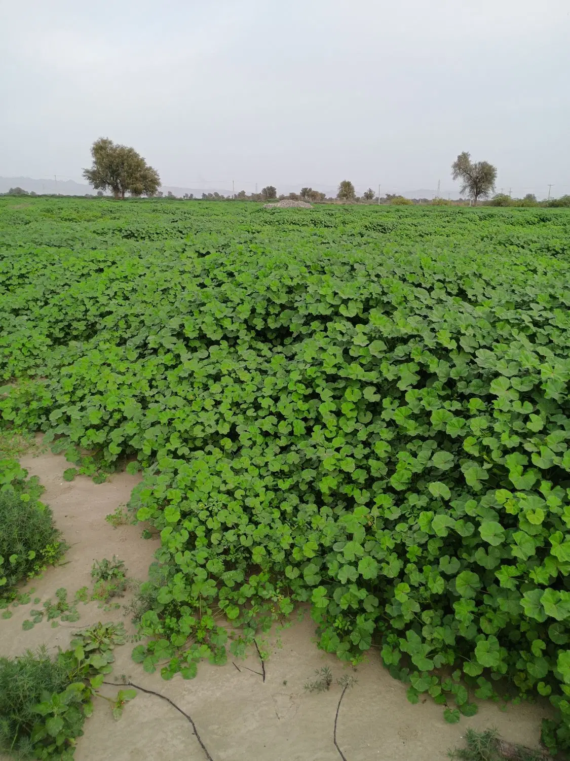 اجاره یا فروش زمین کشاورزی 10هکتارقطره ایی