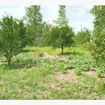 باغچه و زمین ۵۰۰متری هرسین روستای چهر