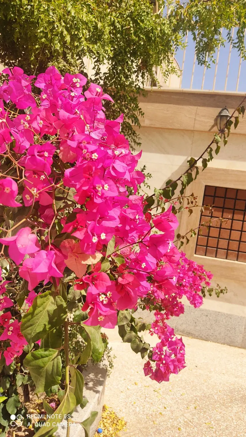 دربست اجاره ای