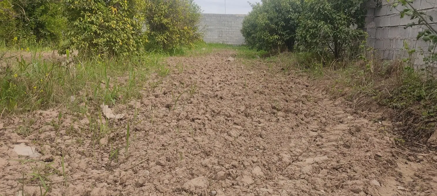 کشت شراکتی