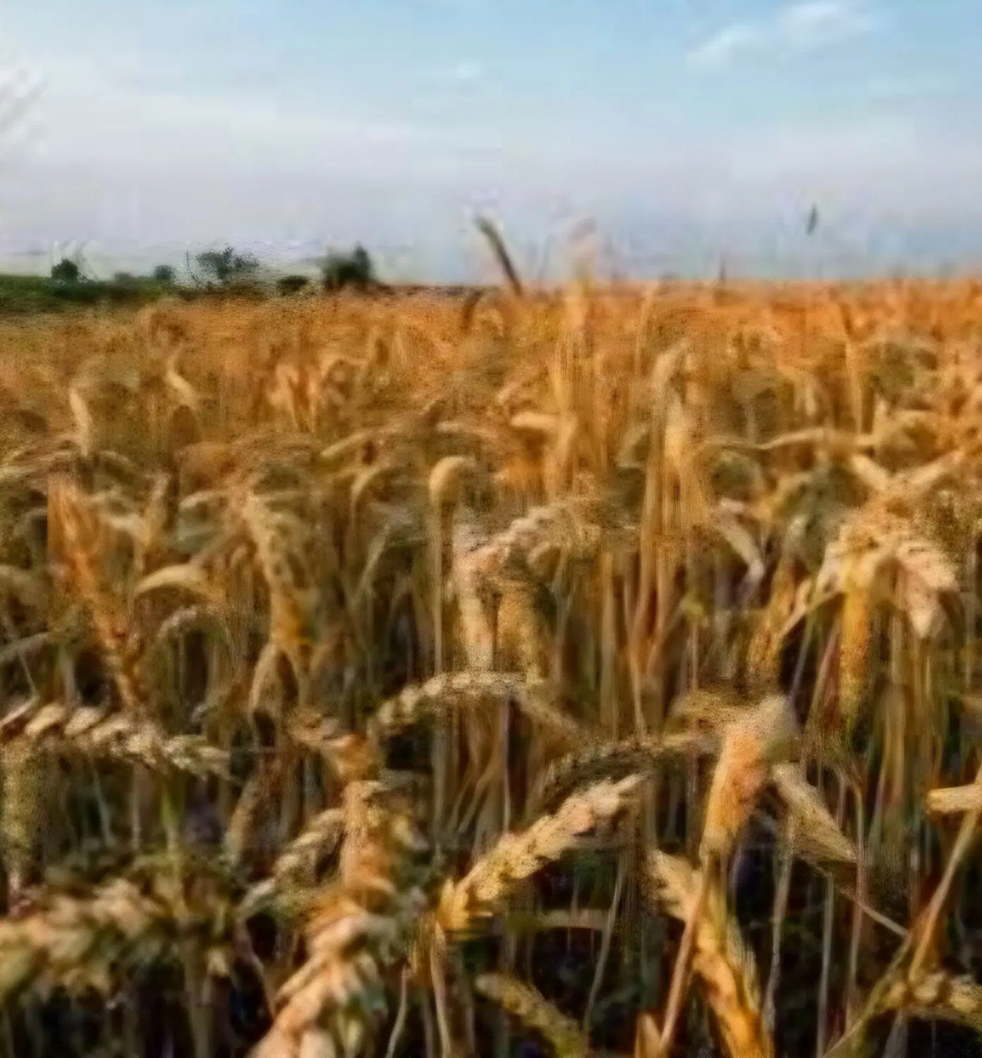 اجاره دو قطعه زمین  واقع در روستای گنبد حاجی