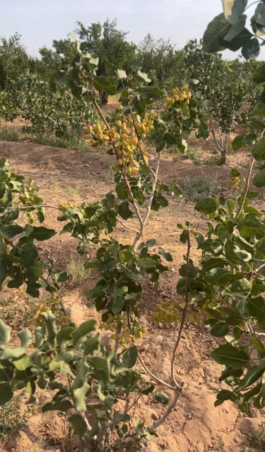 باغ پسته
