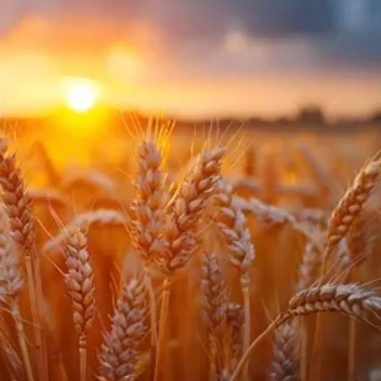 اجاره زمین برای گندم
