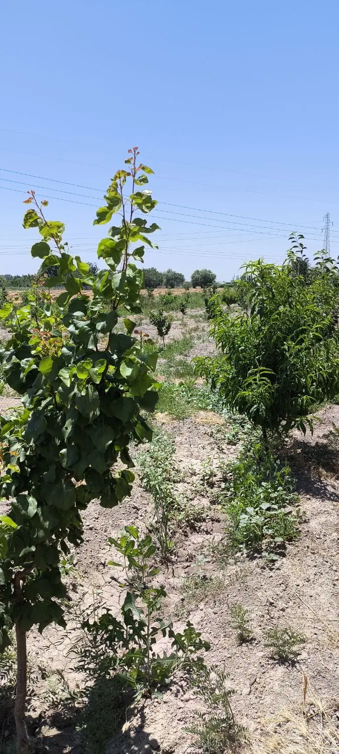زمین