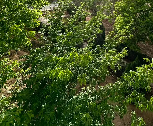 زمین ۱۰۰۰ متری