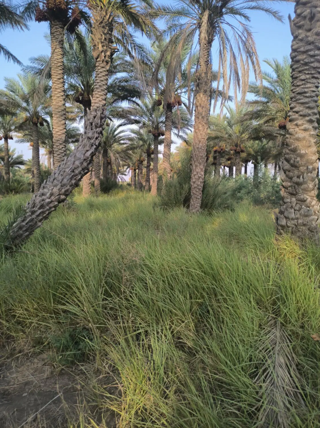 باغ خرما