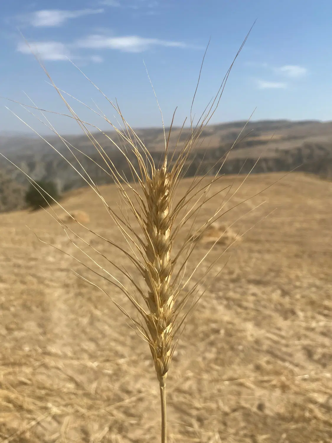 زمین یزدان پناه