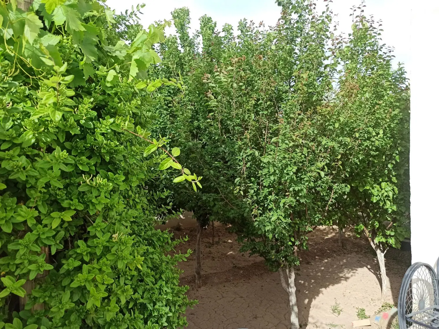 خانه باغ ابتدای فرعی نصراباد