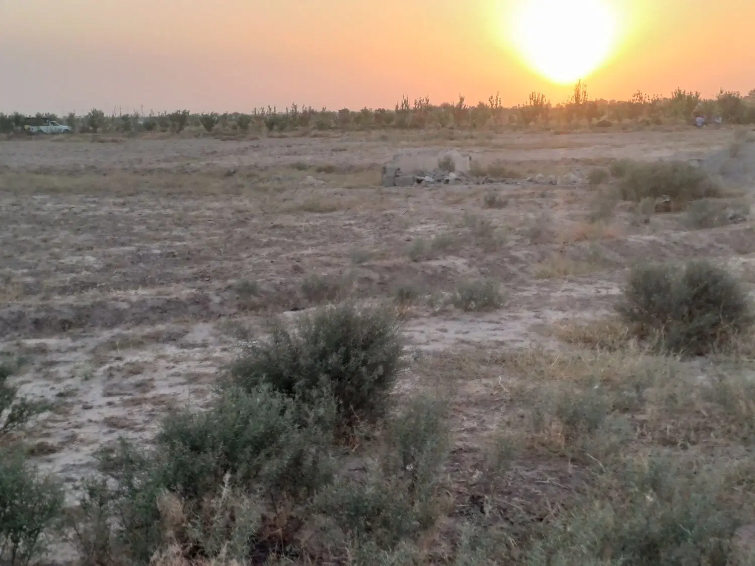زمین باغی