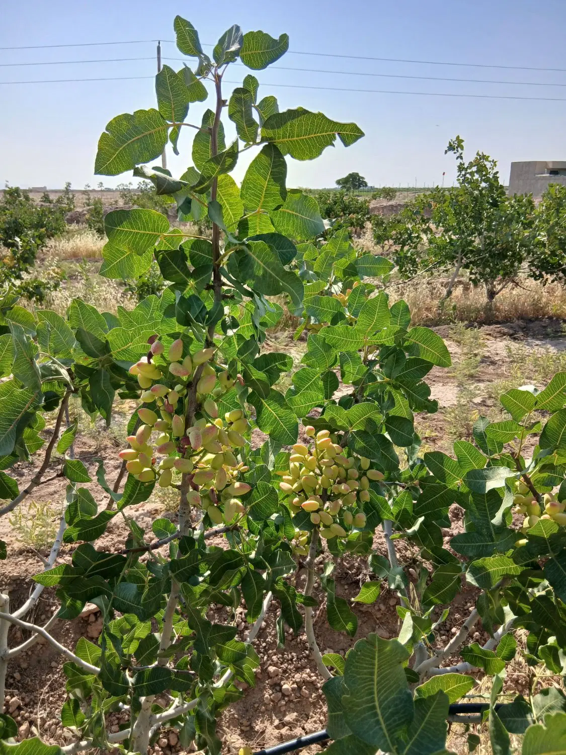باغ پسته مثمر زیر قیمت منطقه