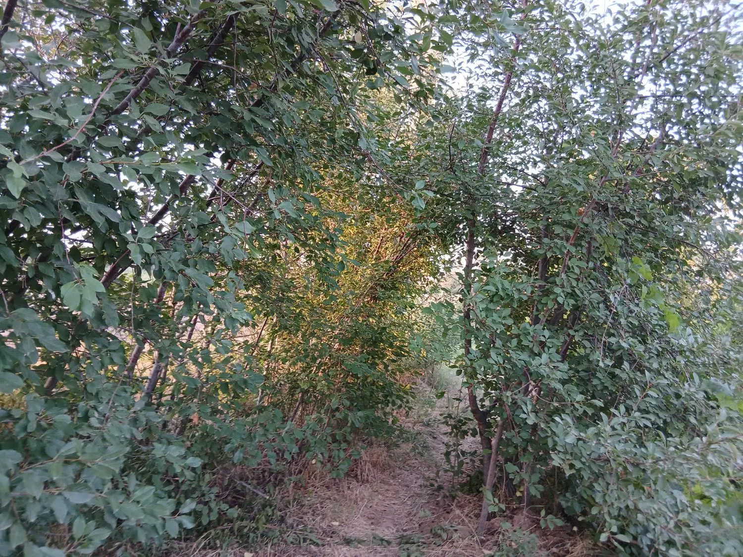 باغ انگور فروشی