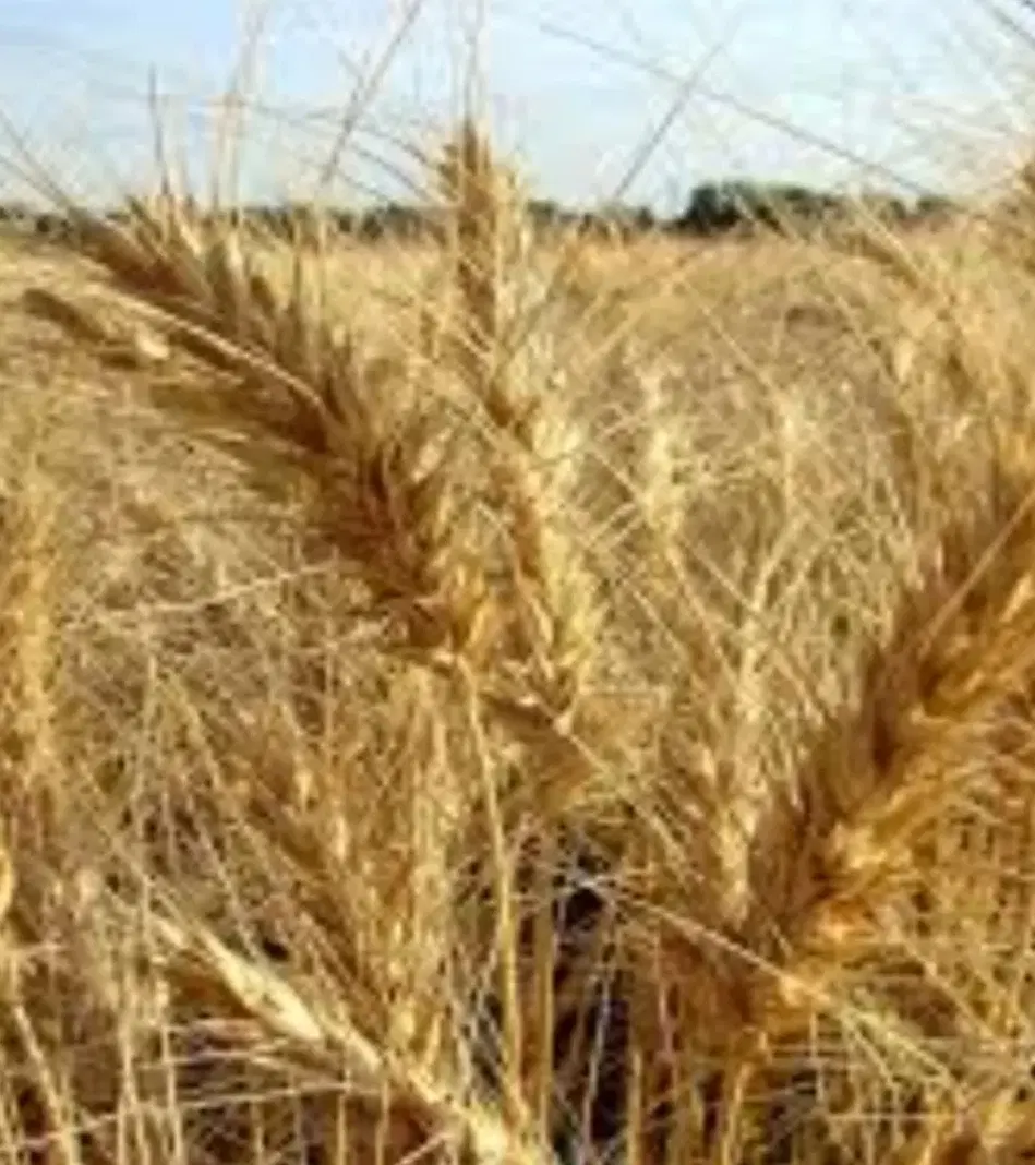 زمین کشاورزی دیم مرغوب