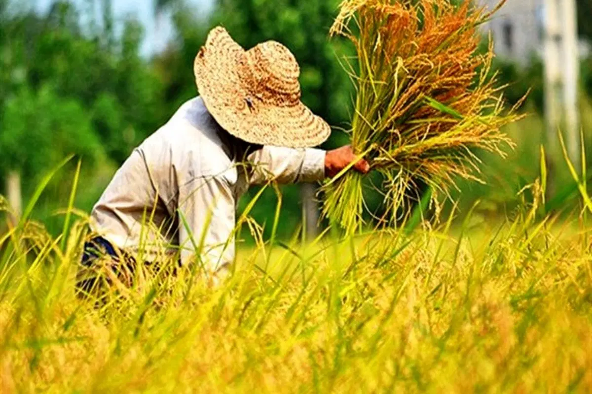 ۲۰۰۰ متر زمین زراعی کشاورزی