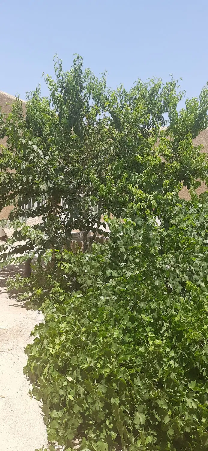 منزل ویلایی درب به ساختمان