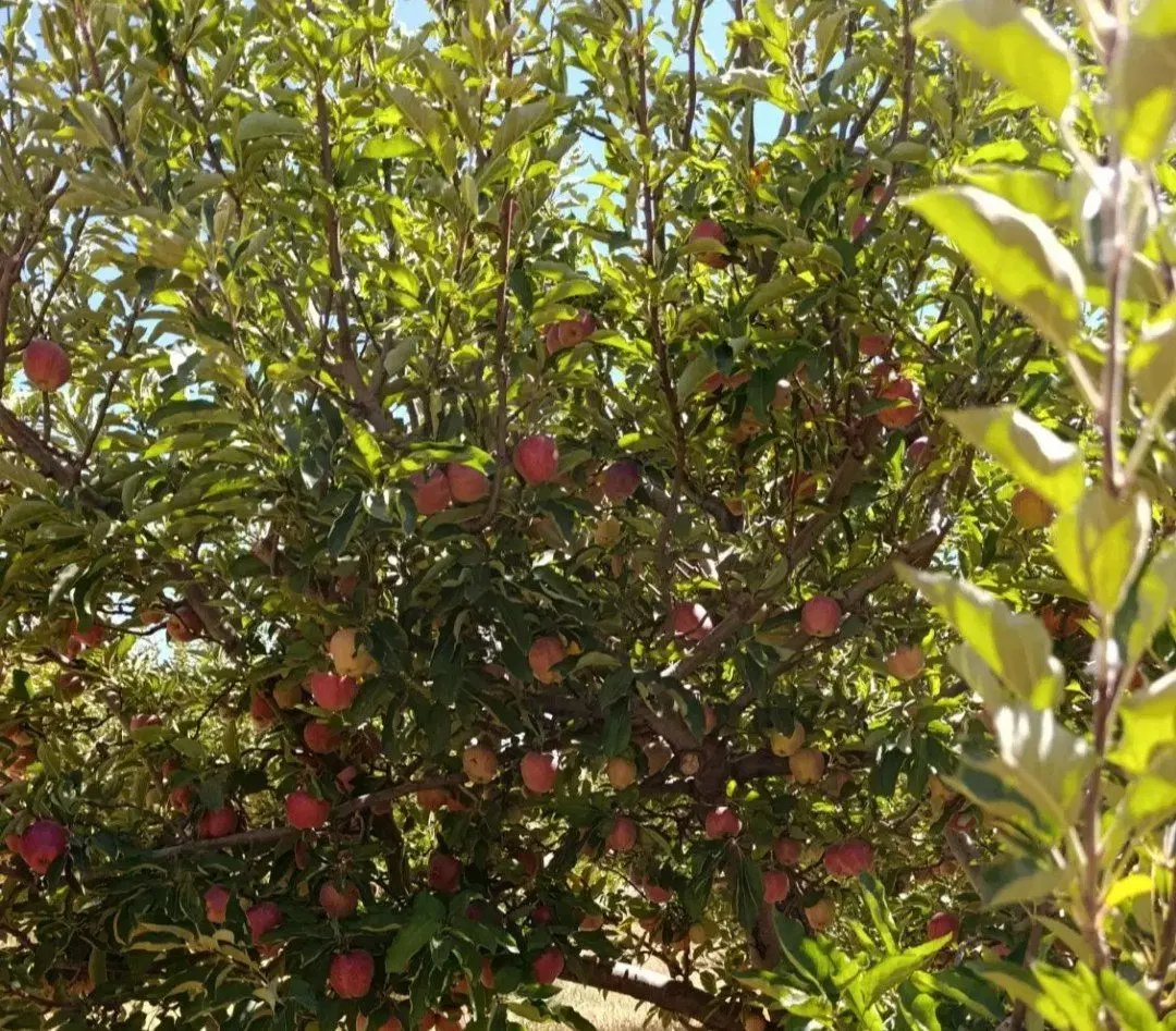 باغ و زمین در کاکان