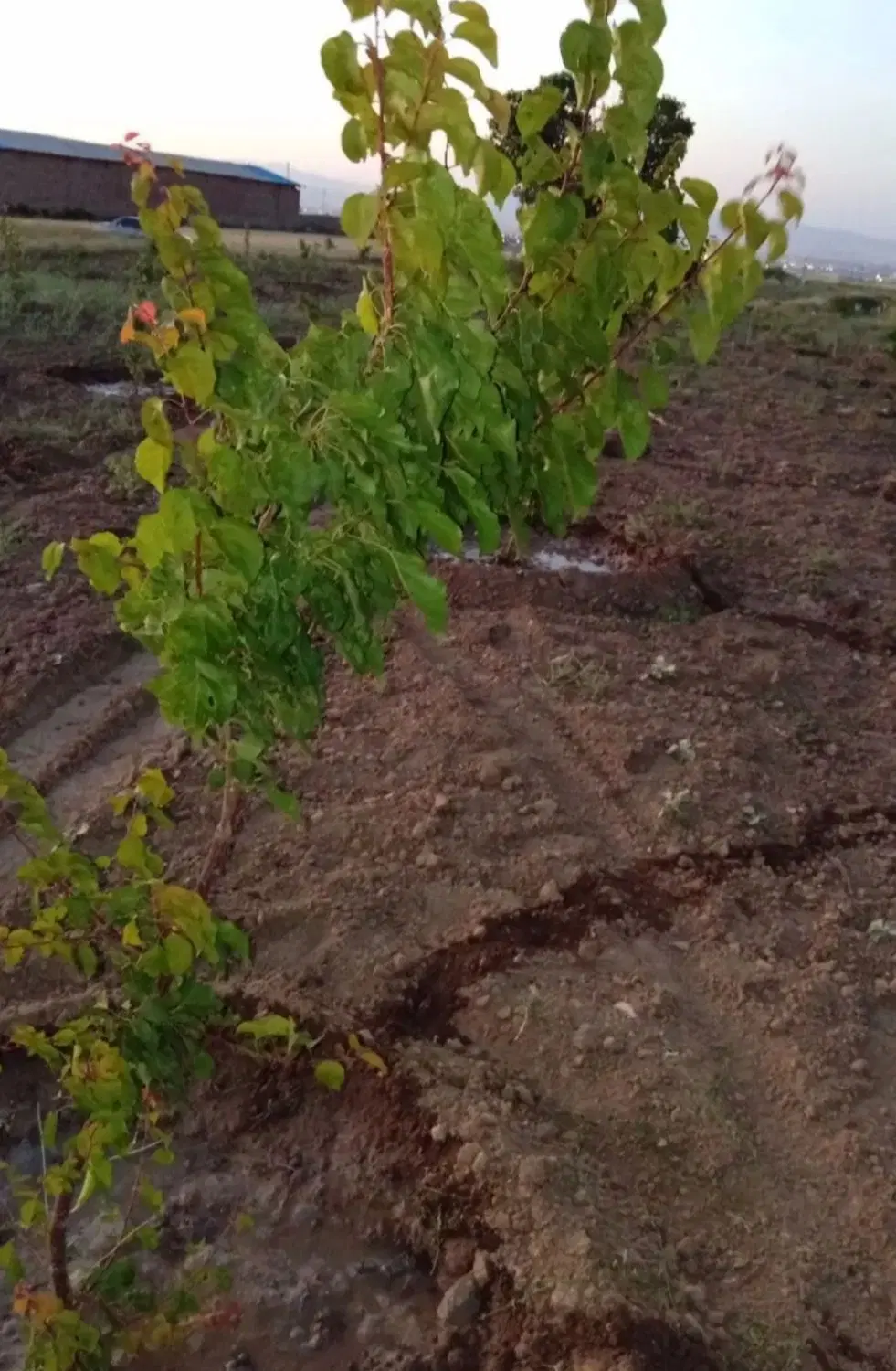 زمین باغی سیمین