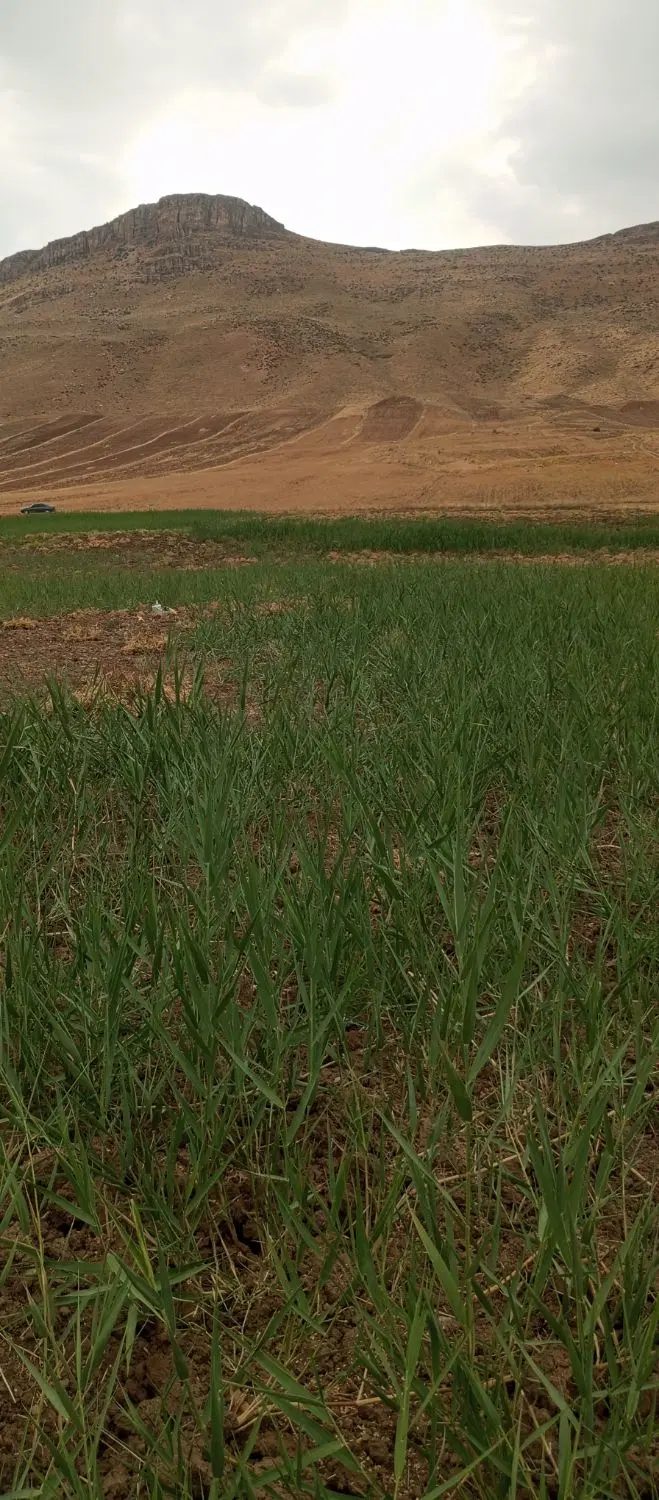 زمین