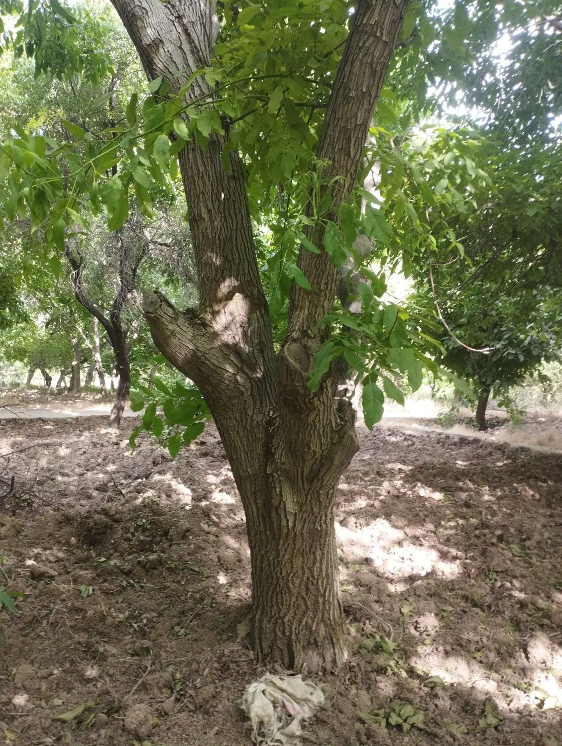 باغ گردو