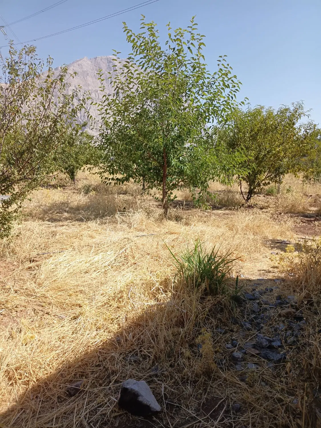 باغ سنددار ۱۰۰۰ متری  پلیسراه بیستون
