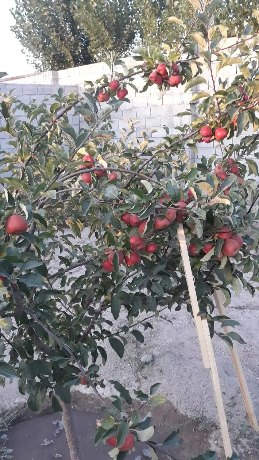 باغ ویلا نقلی با امکانات