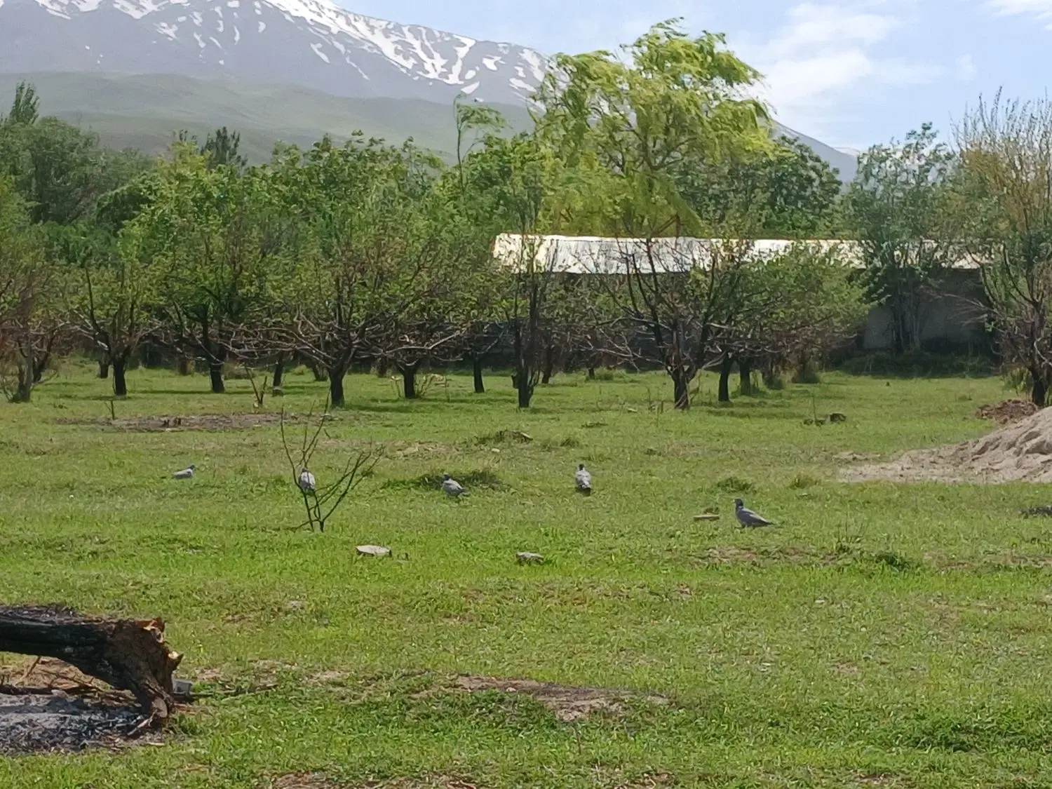زمین جهت باغ و ویلا