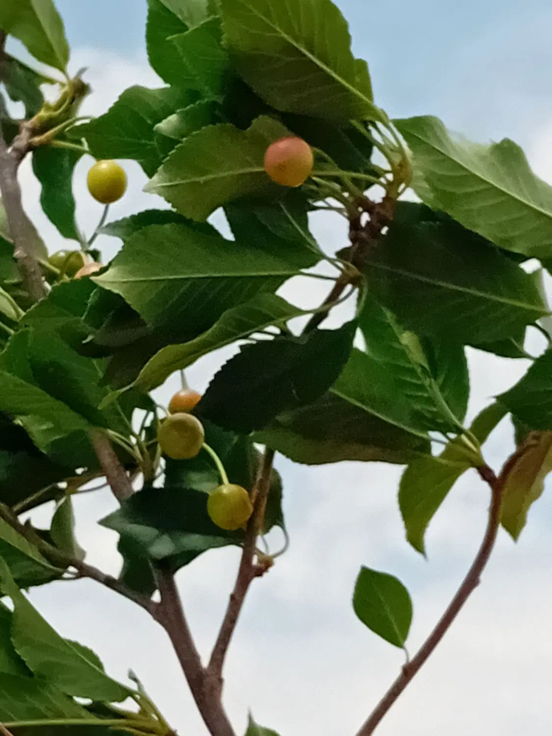 فروش باغ وباغچه شهرتاکستان