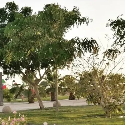 فروش باغچه 500متری