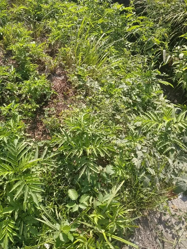 ۲۰۰متر زمین خوش نقشه