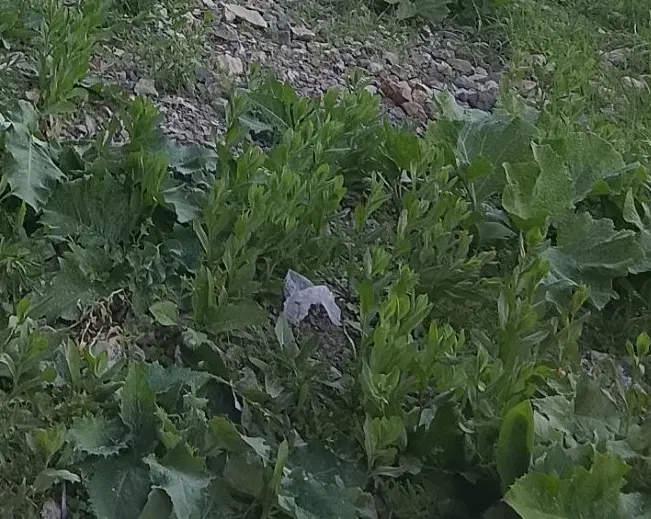 چاه برقی دربست