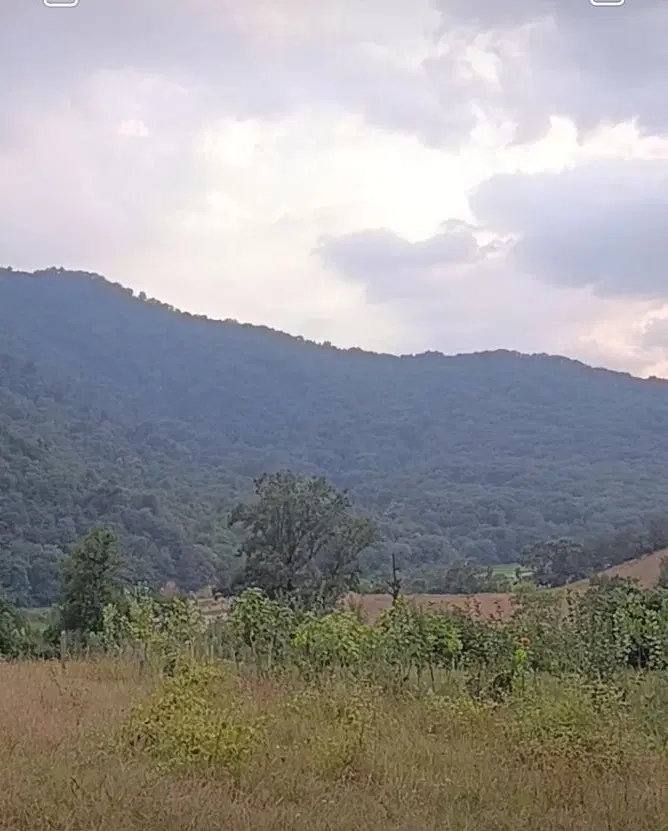 جنگل چهل چای روستای ده ناعلاج