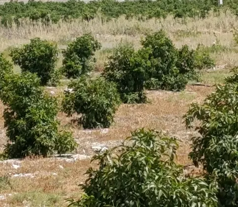 زمین کشاورزی