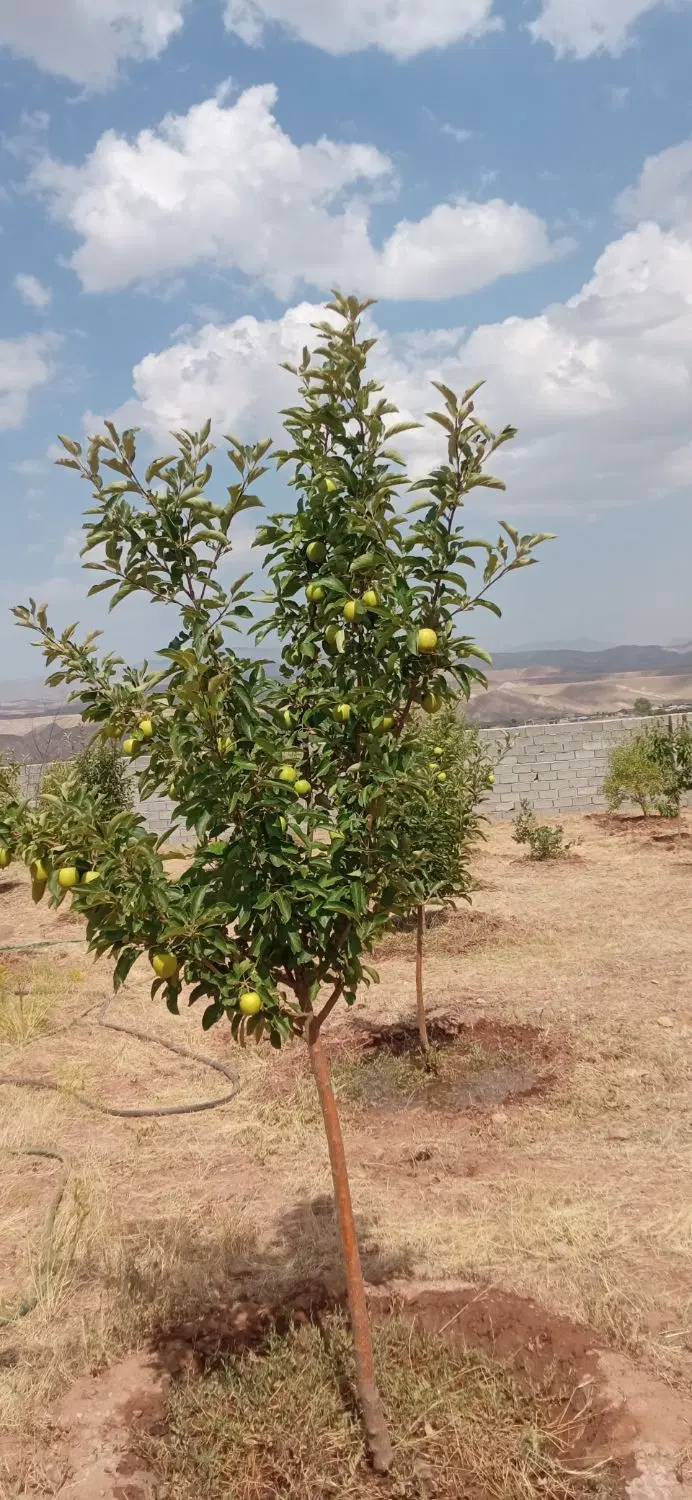 باغ ویلا روستای مزرعه