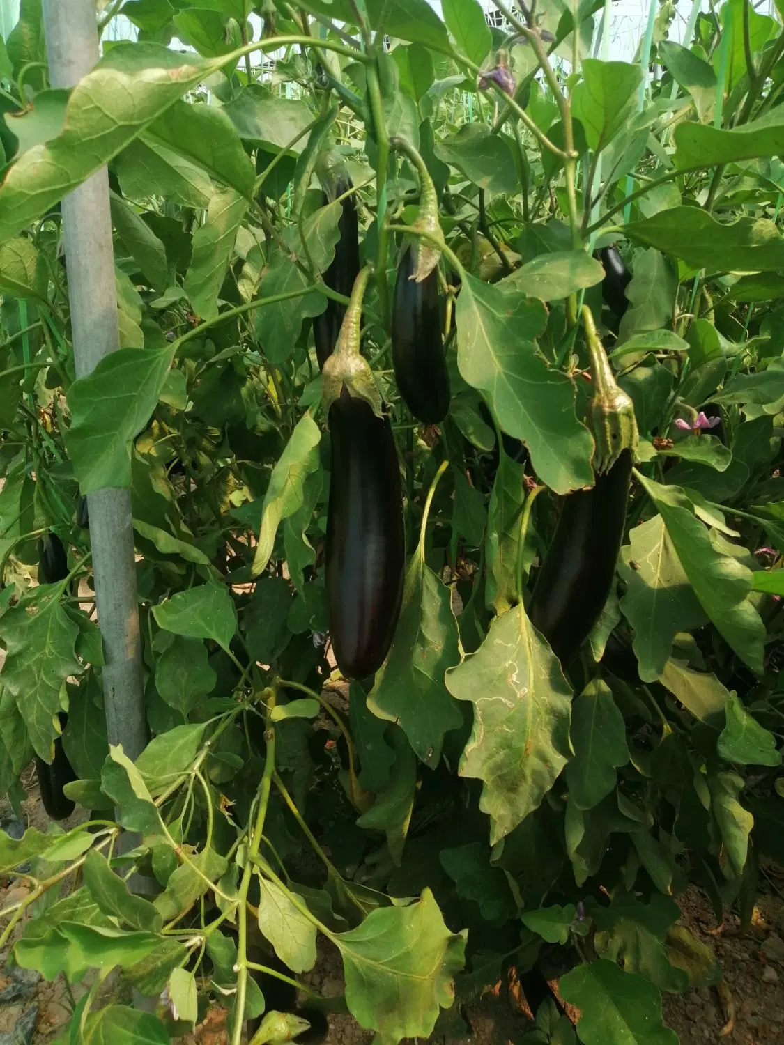 اجاره گلخانه 5500متر