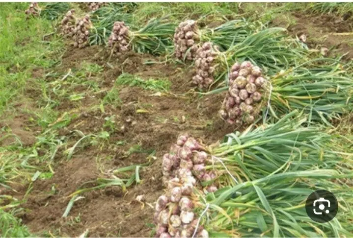 ۹هکتار جای گندم به کشت سیر اجاره داده میشود
