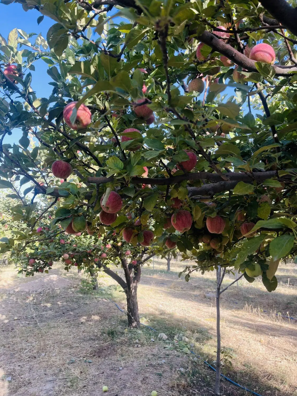 اجاره باغ سیب
