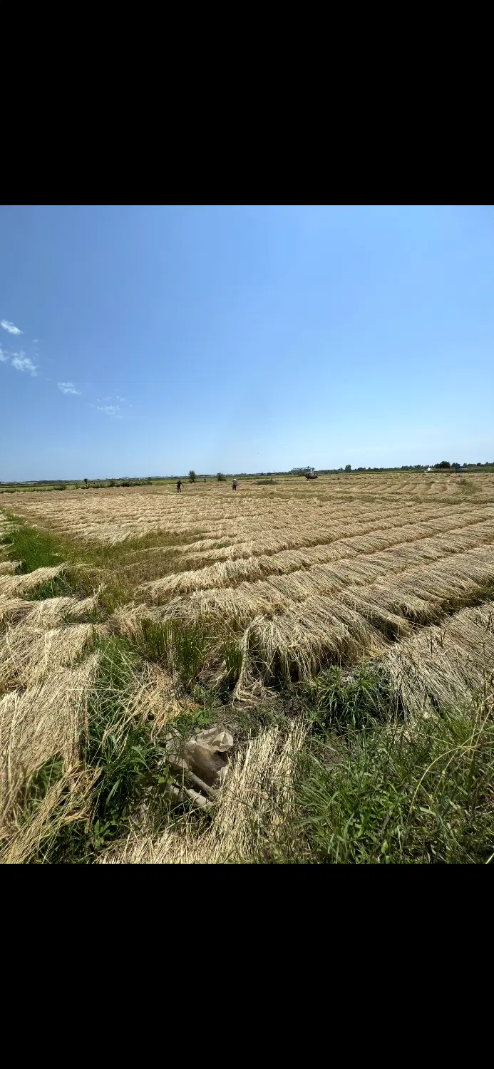 فروش زمین کشاورزی (کیوی،شالیزار)