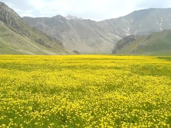 فروش فوری زمین با موقعیت عالی جاده لار گراش