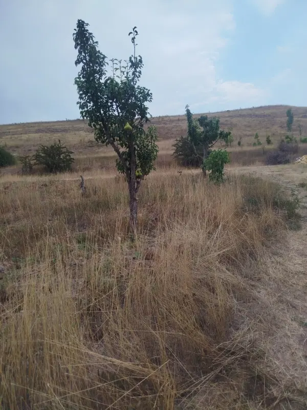 زمین حصارخروان