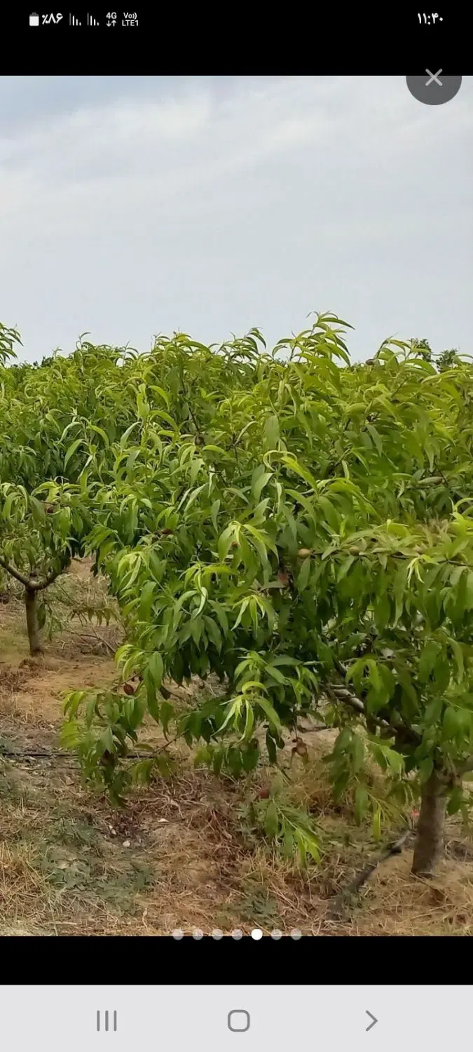 زمین باغی ۱۰۰۰متر واقع در طبقده