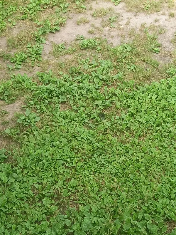 فروش زمین شهرکی۲۱۲متری در روستای بائوده سفلی