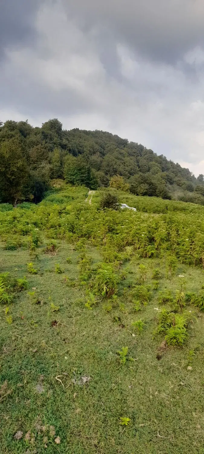 زمین در سوادکوه روستای اَتو زیر قیمت