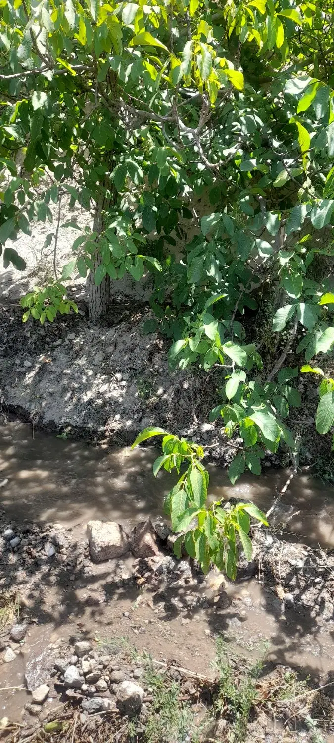باغ  گردو و زرد آلو روستای سار
