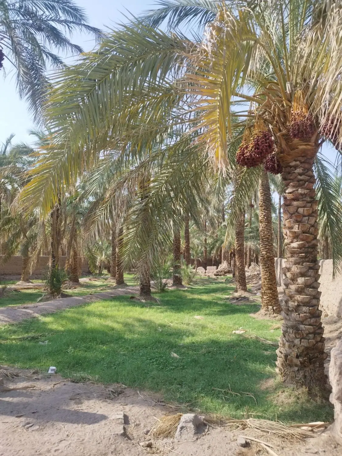 فروش باغ بروات
