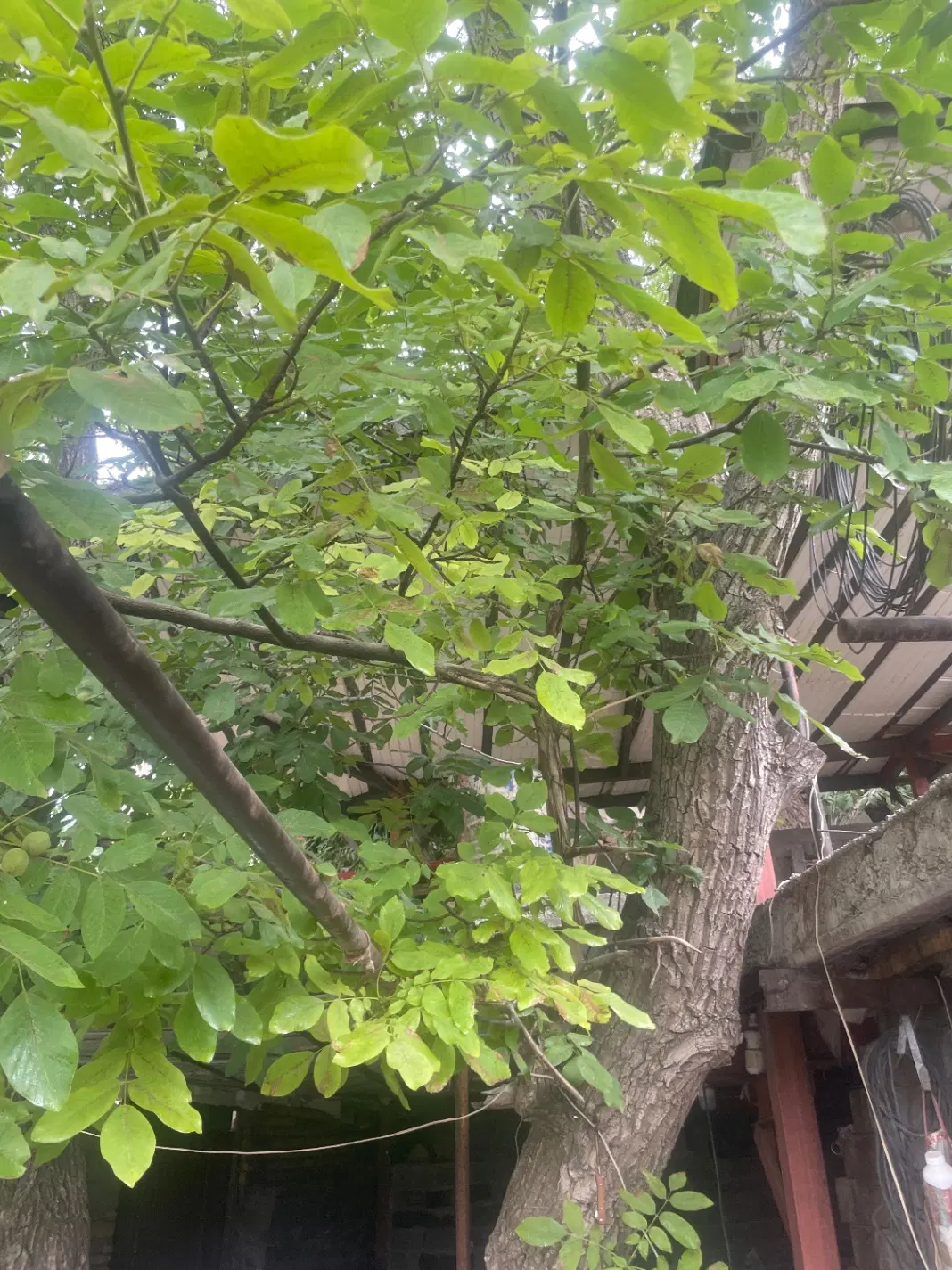 ملک  باغچه. نیمه ساز در میگون