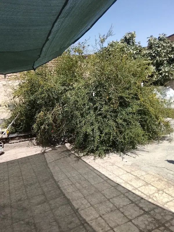 خانه