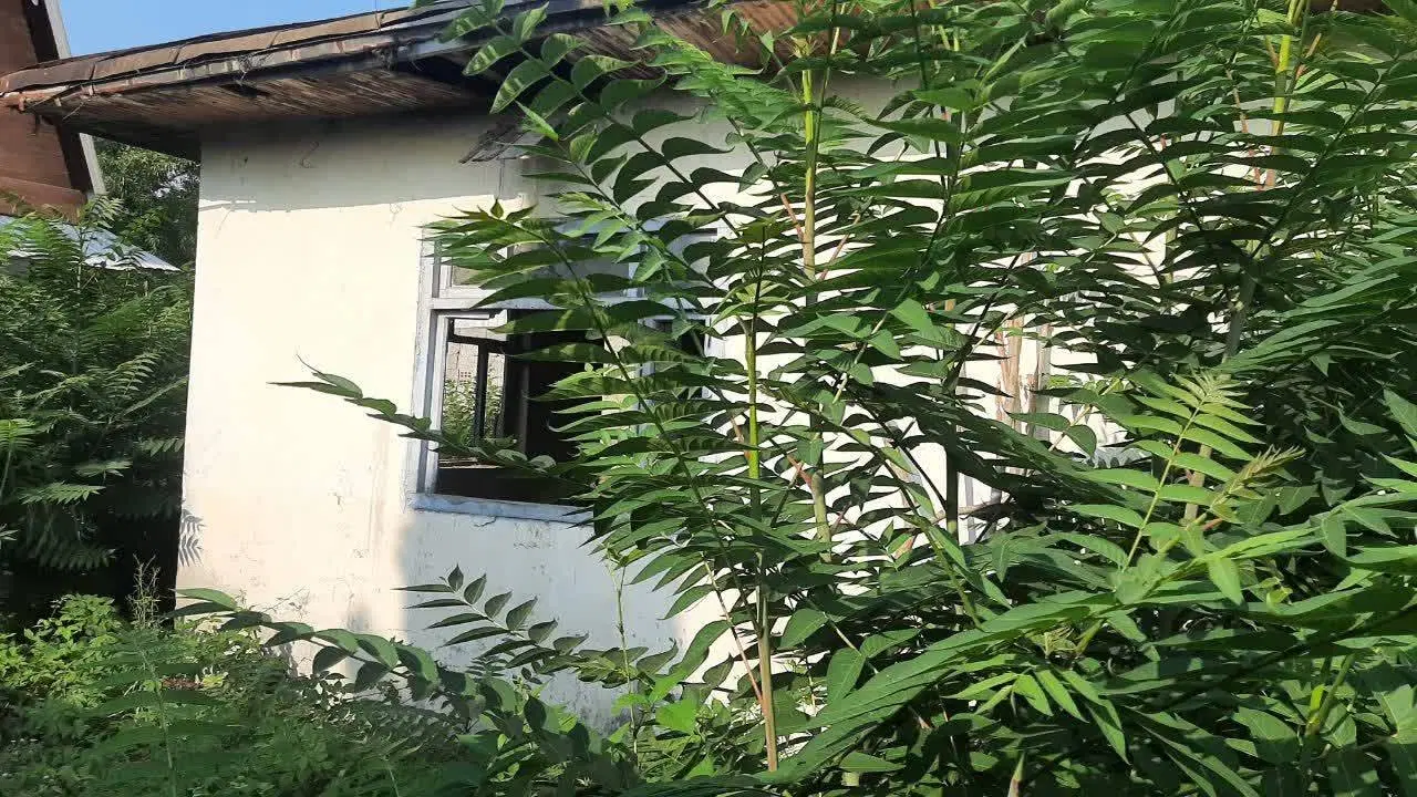 فروش زمین با خانه ای کلنگی در تالش