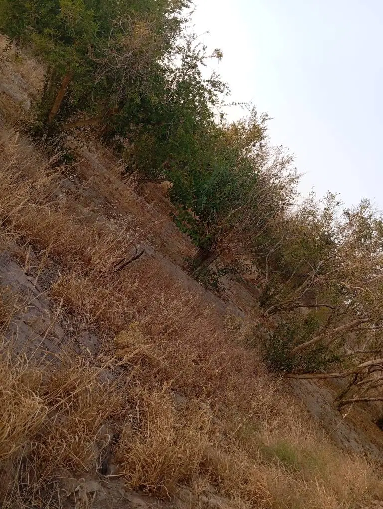 باغ